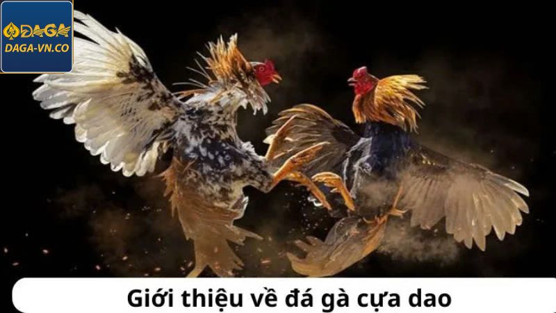 Đá Gà Cựa Dao - Hình Thức Cá Cược Tại DAGA Gay Cấn, Mãn Nhãn 2 Điểm qua thông tin về hình thức đá gà cựa dao trực tuyến