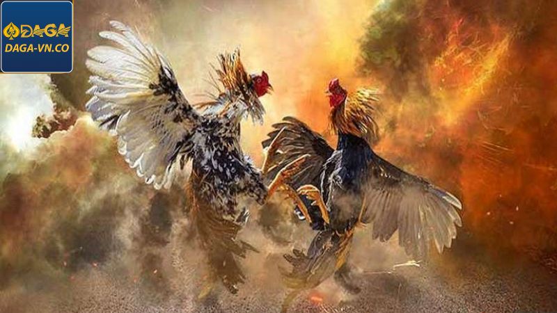 Đá Gà Cựa Dao - Hình Thức Cá Cược Tại DAGA Gay Cấn, Mãn Nhãn 3 Bật mí kinh nghiệm chọn chiến kê trong đá gà cựa dao